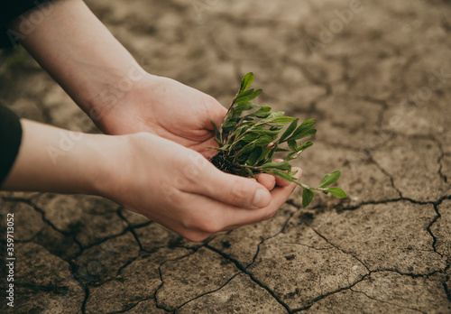 Green seedling in human hands on a background of dry earth with cracks. Man planting a plant. Environmental problems of the Earth, global warming, agriculture.