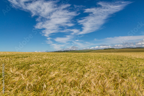 A Rural Sussex Landscape