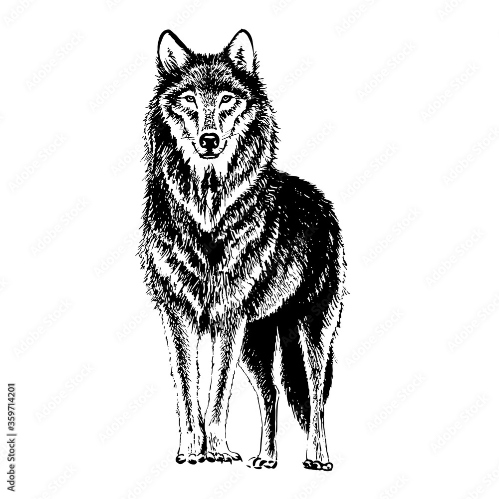 Wolf engraving illustration. Hand-drawn isolated on a white background.
