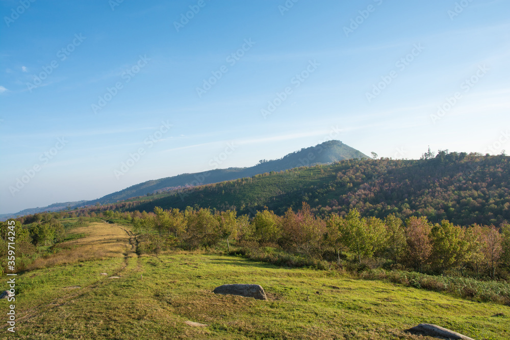 Beautiful sunrise at wild Himalayan Cherry park field ( Prunus cerasoides ) name Sakura in Thailand Beautiful sunrise at wild Himalayan Cherry park field ( Prunus cerasoides ) name Sakura in Thailand