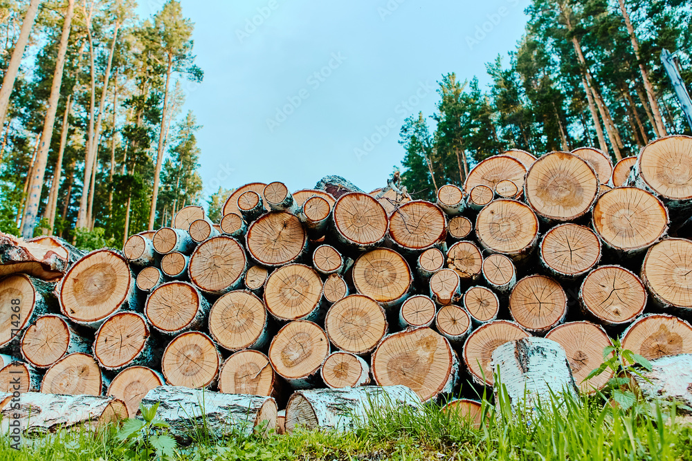 a stack of logs with deciduous trees a view of the various ends of logs in the stack. brown logs a stack of logs with deciduous trees a view of the various ends of logs in the stack. brown logs