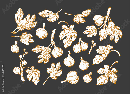 Fig plant set. Vector art line graphic sketch