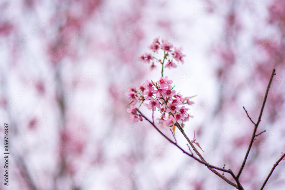 Beautiful  wild Himalayan Cherry ( Prunus cerasoides ) name Sakura in Thailand blooming on the tree