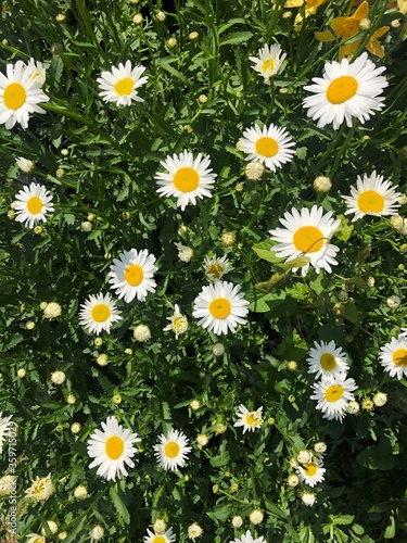 Beautiful white daisies in the summer garden