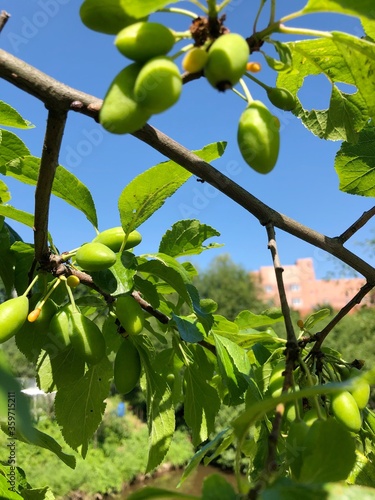 Green plums on a tree in the summer garden