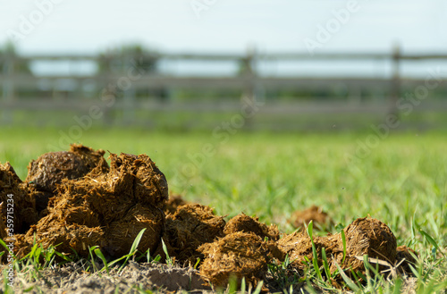 Fresh juicy pile of horse shit manure on the organic farm ground.