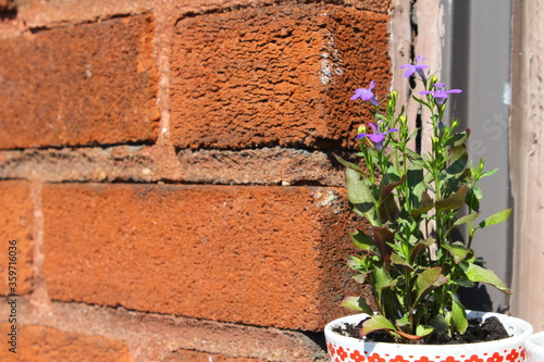 Annual lobelia herb plant with beautiful blue flowers blooms on the balcony in a tiny urban garden in Montreal in pots and cups on a sunny summer day, grown during Covid-19 confinement staycation. photo