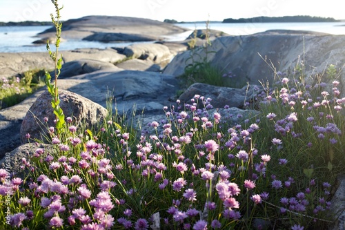 Cliffs and vegetation by in NOrdic archipelago