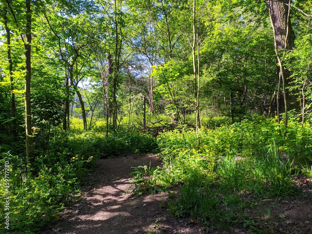 Obraz premium path in the forest