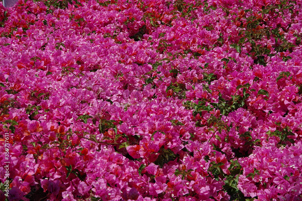 Close-up full frame view of a dense field of bougainvillea plants Close-up full frame view of a dense field of bougainvillea plants