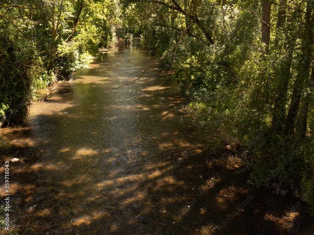 Obraz premium river with trees and bushes on the banks