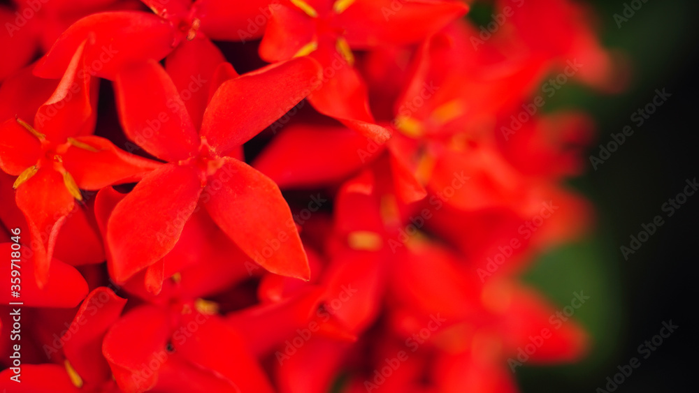 Needle flower,Red flower, close-up shot, needle flower with green leaf background