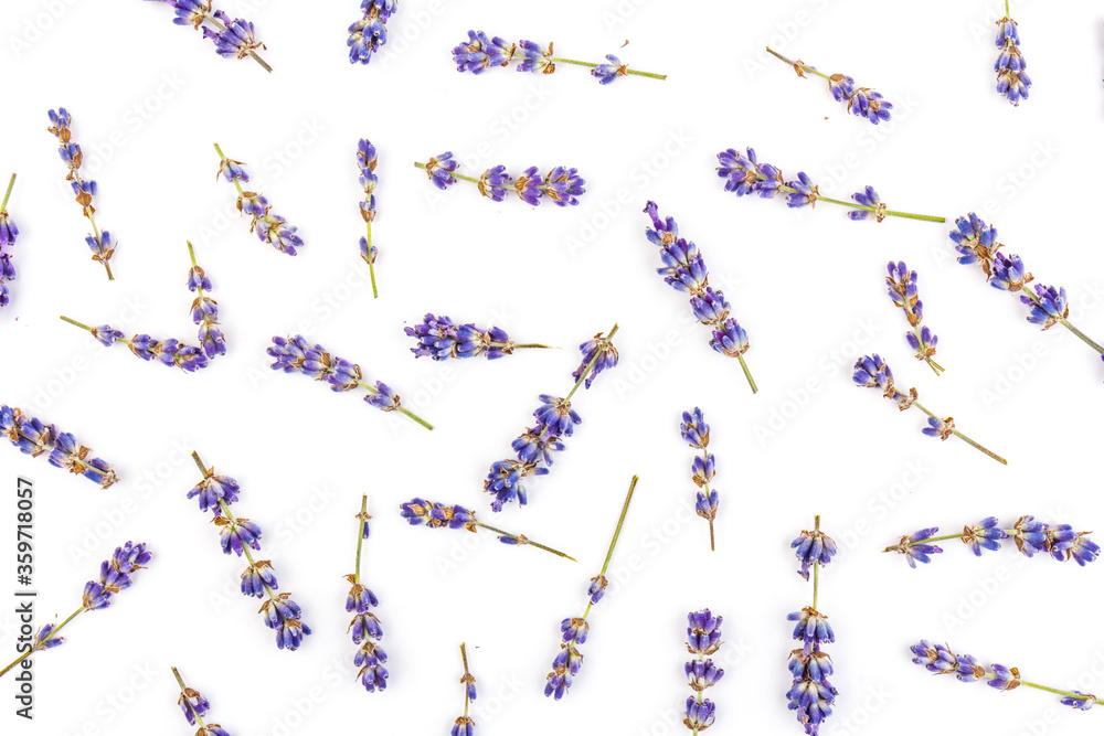 Lavender flowers isolated on white background. Close up. Space for text Lavender flowers isolated on white background. Close up. Space for text