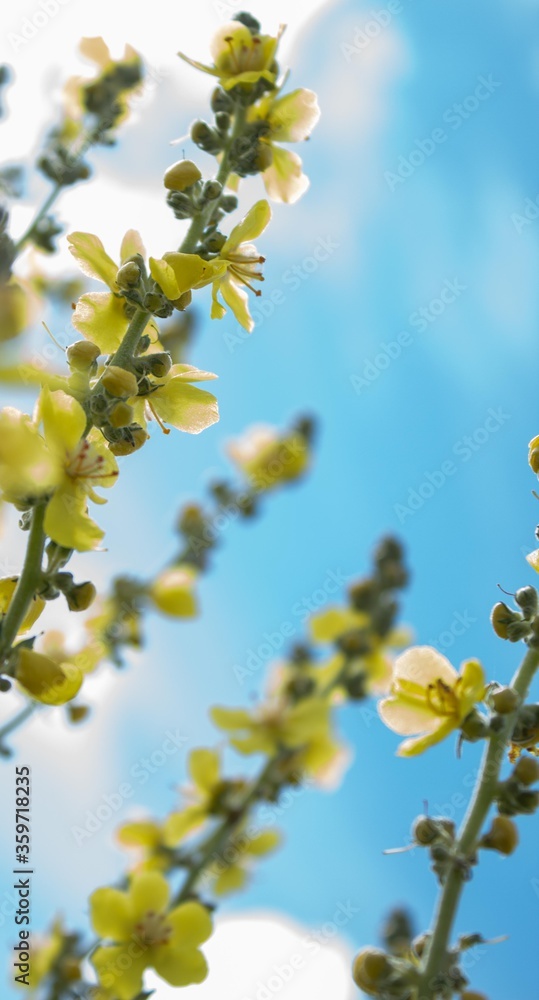 shrub Retama sphaerocarpa with yellow flowers shrub Retama sphaerocarpa with yellow flowers