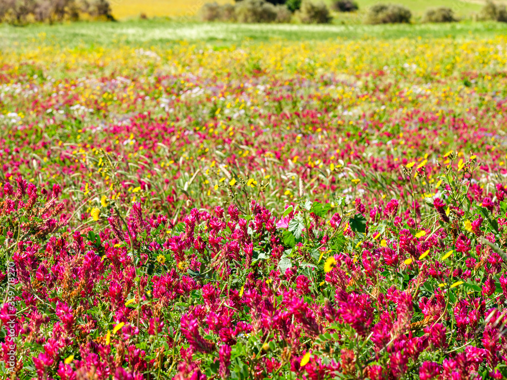 Field of Sulla flowers blooming in a Sardinian landscape in spring