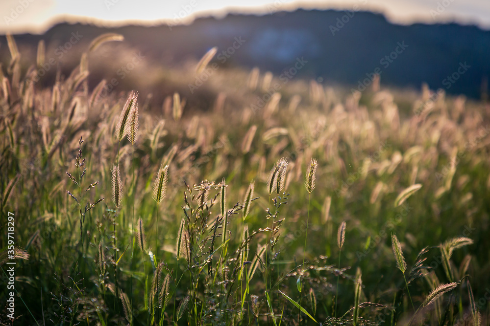 Obraz premium Tall grasses with evening light