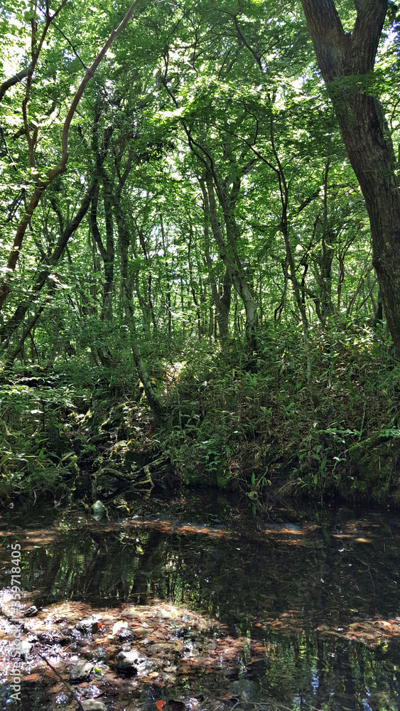 한국 제주도 한라산 둘레길 풍경