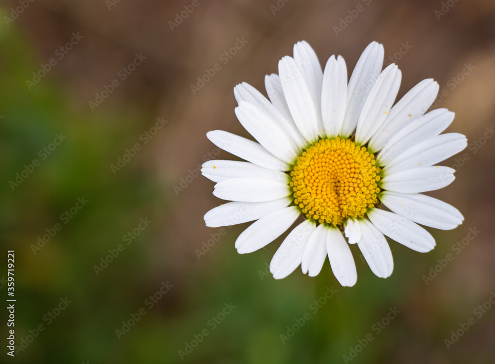 White daisy flower in the middle of a forest White daisy flower in the middle of a forest