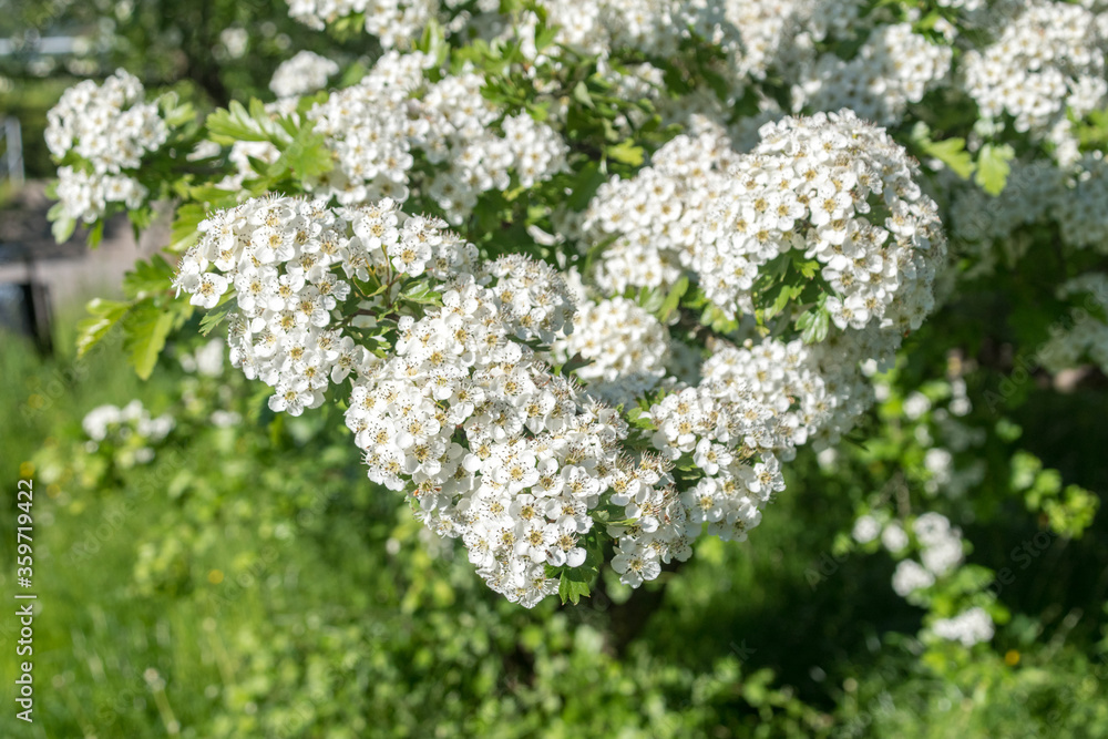 Flowering shrub in white on a sunny day. Flowering shrub in white on a sunny day.