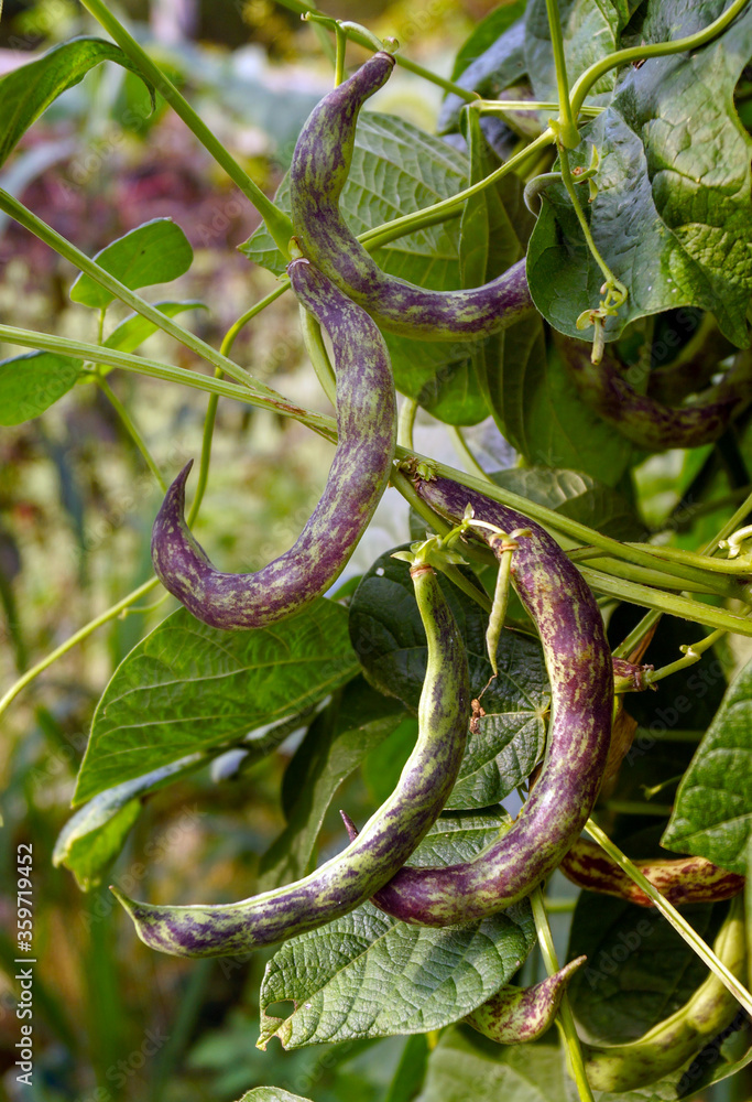 Obraz premium Vertical image of the mottled, curved pods of 'Stortino di Trento' pole bean (Phaseolus vulgaris), an Italian heirloom variety