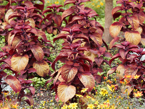 (Solenostemon scutellarioides) Coléus ou Plectranthe fausse-scutellaire au feuillage panaché de rouge sombre, jaune d'or, orange flamboyant, rose vif, pourpre foncé, brun pourpré, crème photo