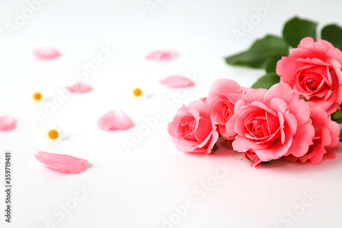 Beautiful red rose flowers on a white background with petals, bouquet, isolated. Blooming romantic pink roses - a symbol of love and celebration, space for text