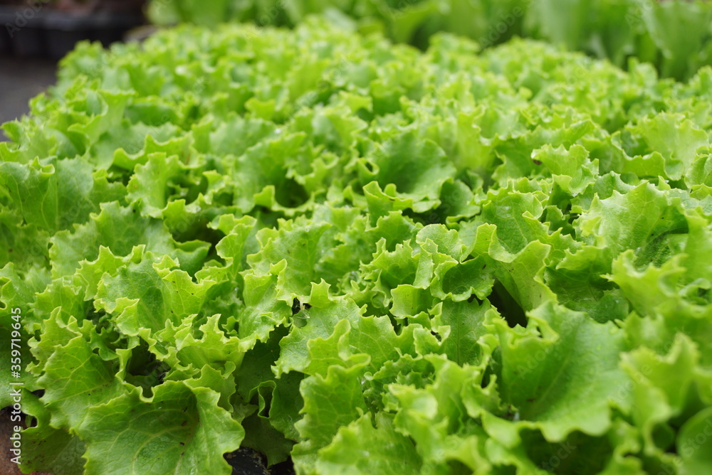 green lettuce plants green lettuce plants