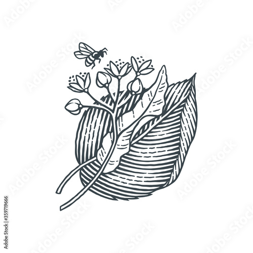 Linden tree branch with flowers and flying bee. Hand drawn engraving style illustrations.
