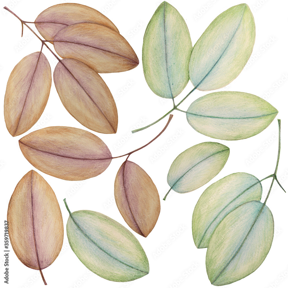 Blue-green and purple-brown leaves: tender pencil illustrations, isolated.