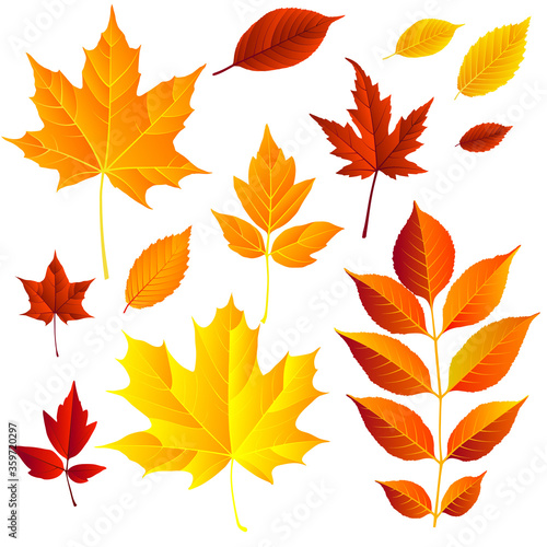 autumn leaves frame, isolated on white background. vector illustration. colorful fall red and yellow leaf Back to school border design elements
