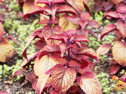 Plectranthus scutellarioides | Coléus d'ornement aux fines feuilles cordiformes dentées, frisées et velues à magnifiques pigmentations variées et flamboyante photo