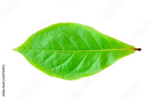 closeup single Devil Tree green leaves front side isolated on white background with clipping path.