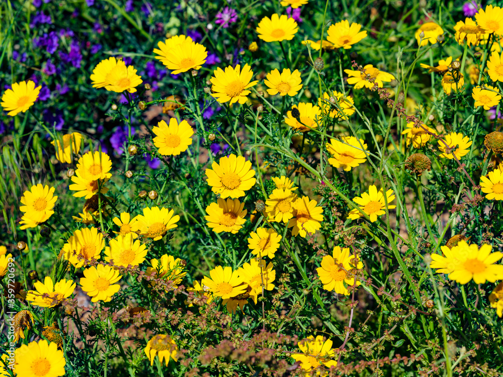 Flowering field of yellow daisies in spring