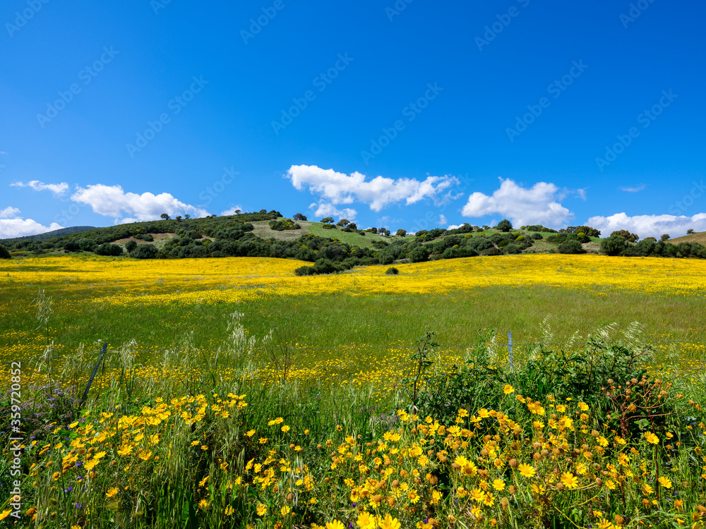 Field blooming in spring with yellow daisies, purple flowers and scarlina