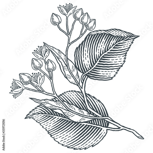 Linden tree branch with flowers. Hand drawn engraving style illustrations.
