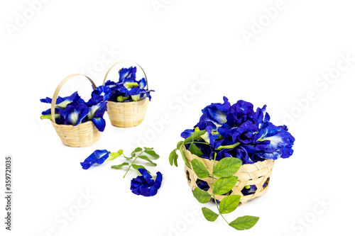 fresh butterfly pea flowers isolated on white background