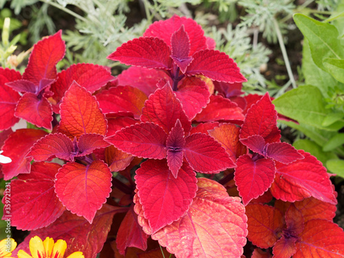 Plectranthus scutellarioides | Coléus d'ornement aux fines feuilles cordiformes dentées, frisées et velues à magnifiques pigmentations variées et flamboyante