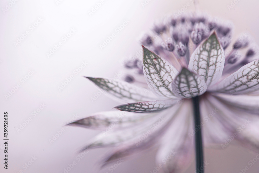 Astrantia - delikatny kwiat - obrazy, fototapety, plakaty 