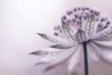 Astrantia - delikatny kwiat