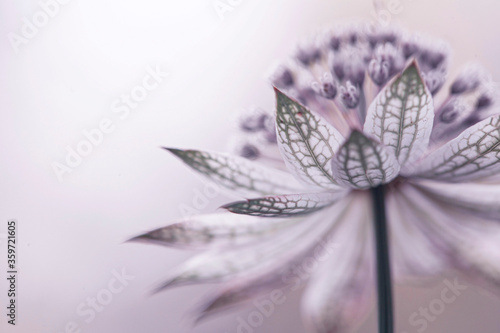Astrantia - delikatny kwiat