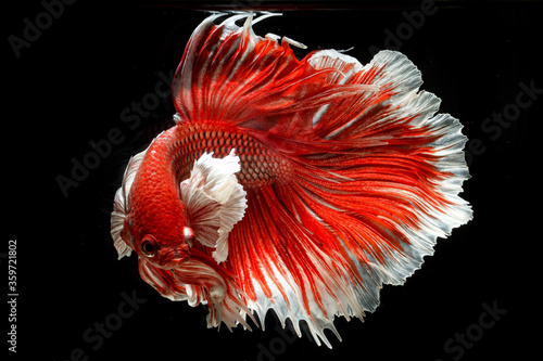 The Siamese fighting fish (Betta splendens) also known as the betta. Thailand's council of ministers confirmed 