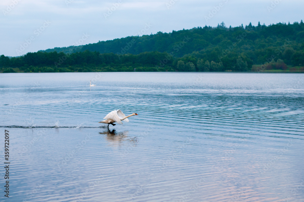 A swan takes off over a lake in the summer evening