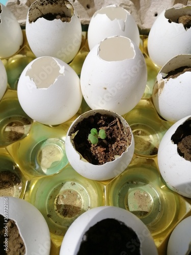 Pechay in an eggshell
