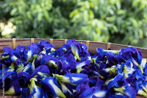fresh butterfly pea flower in bamboo tray