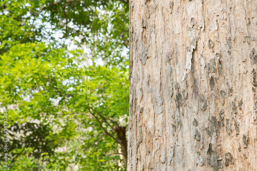 Teak Tree in Thailand precious hardwoods one of the last major areas of tropical forest in Asia Teak Tree in Thailand precious hardwoods one of the last major areas of tropical forest in Asia