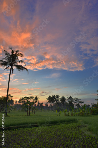Beautiful golden hours sunrise sky with trees silhouette foreground © sadagus