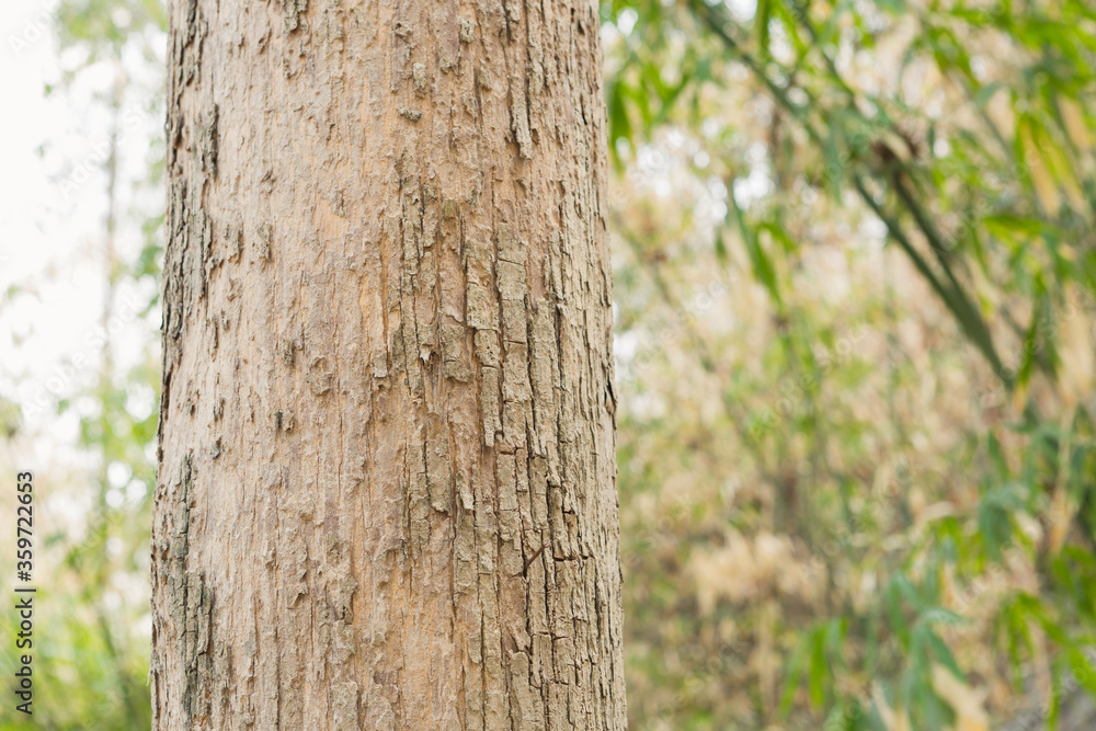 Teak Trees in Thailand precious hardwoods one of the last major areas of tropical forest in Asia