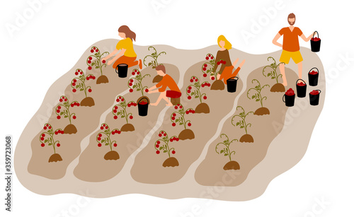autumn harvest. Four people gather tomatoes from the beds. tomato crop. spending time together. people pick tomatoes in buckets.