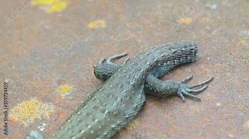 The closer look of the green scaled Zootoca vivipara or the Viviparous lizard photo