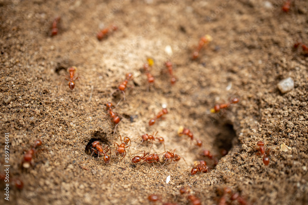 A colony of California Harvester Ants working around their nest - macro